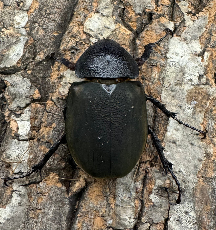 【WD】特別特価《ミンダナオアトラスオオカブト 90mmUP ペア》