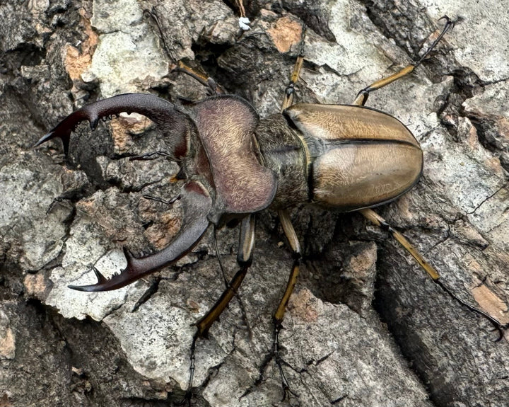 【WD】《デラバイミヤマ 46mm ペア》