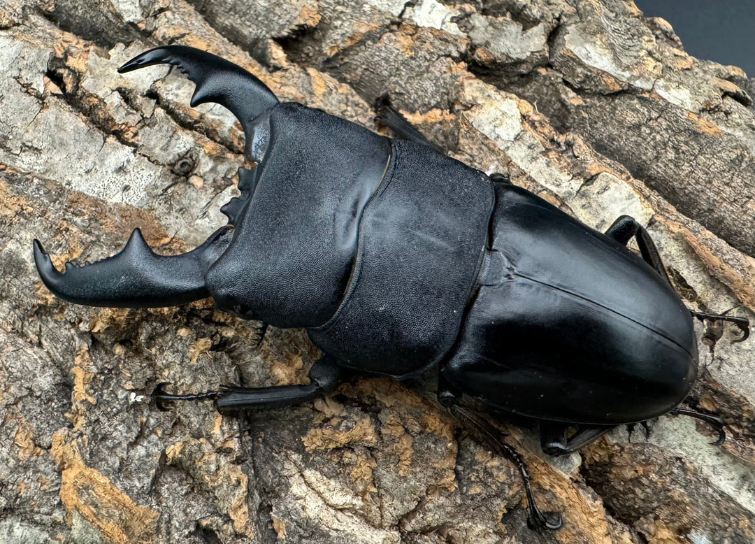 【WF1】即ブリ《マリンドッケヒラタ 89mm ペア》