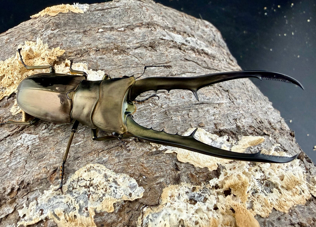 《メタリフェルホソアカ亜種イソガイ 77.5mm ペア》