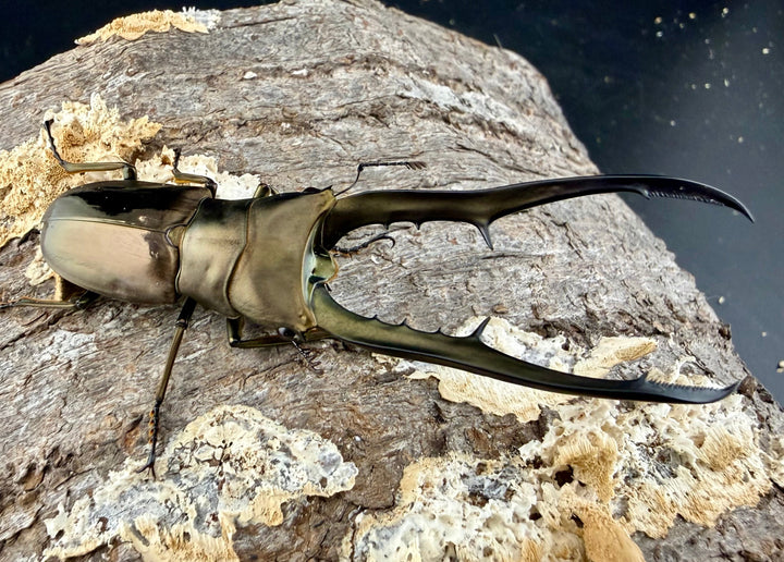《メタリフェルホソアカ亜種イソガイ 77.5mm ペア》