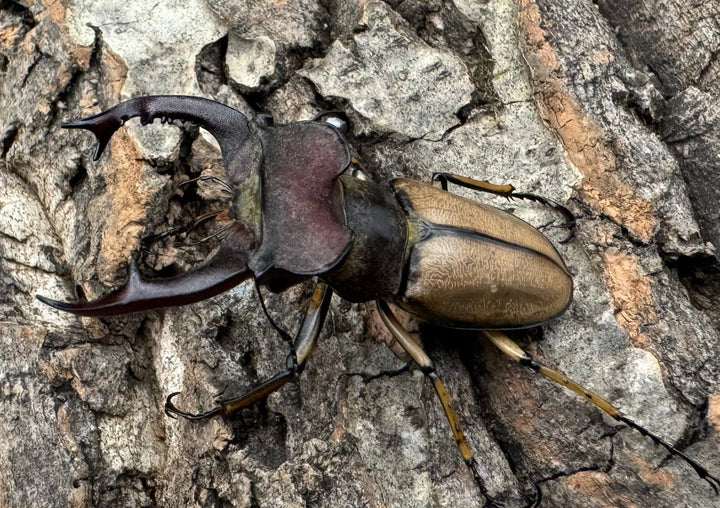 【WD】《デラバイミヤマ 49mm A'品ペア》