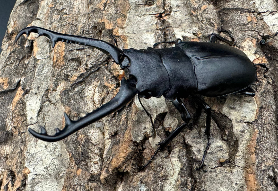 【WD】《ギラファノコギリ亜種ケイスケ 89mm ペア》