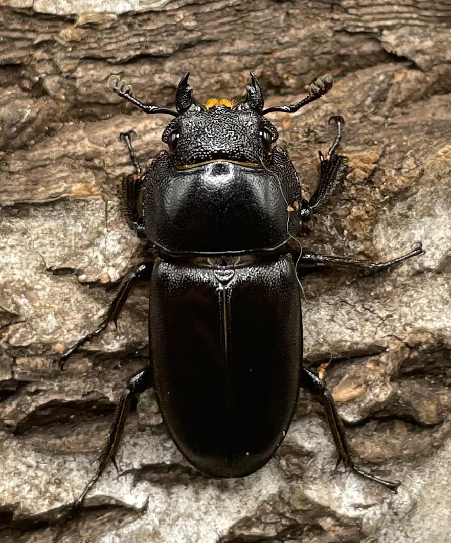 【WD】《グラキリスノコギリヒラタクワガタ 34.5mm ペア》