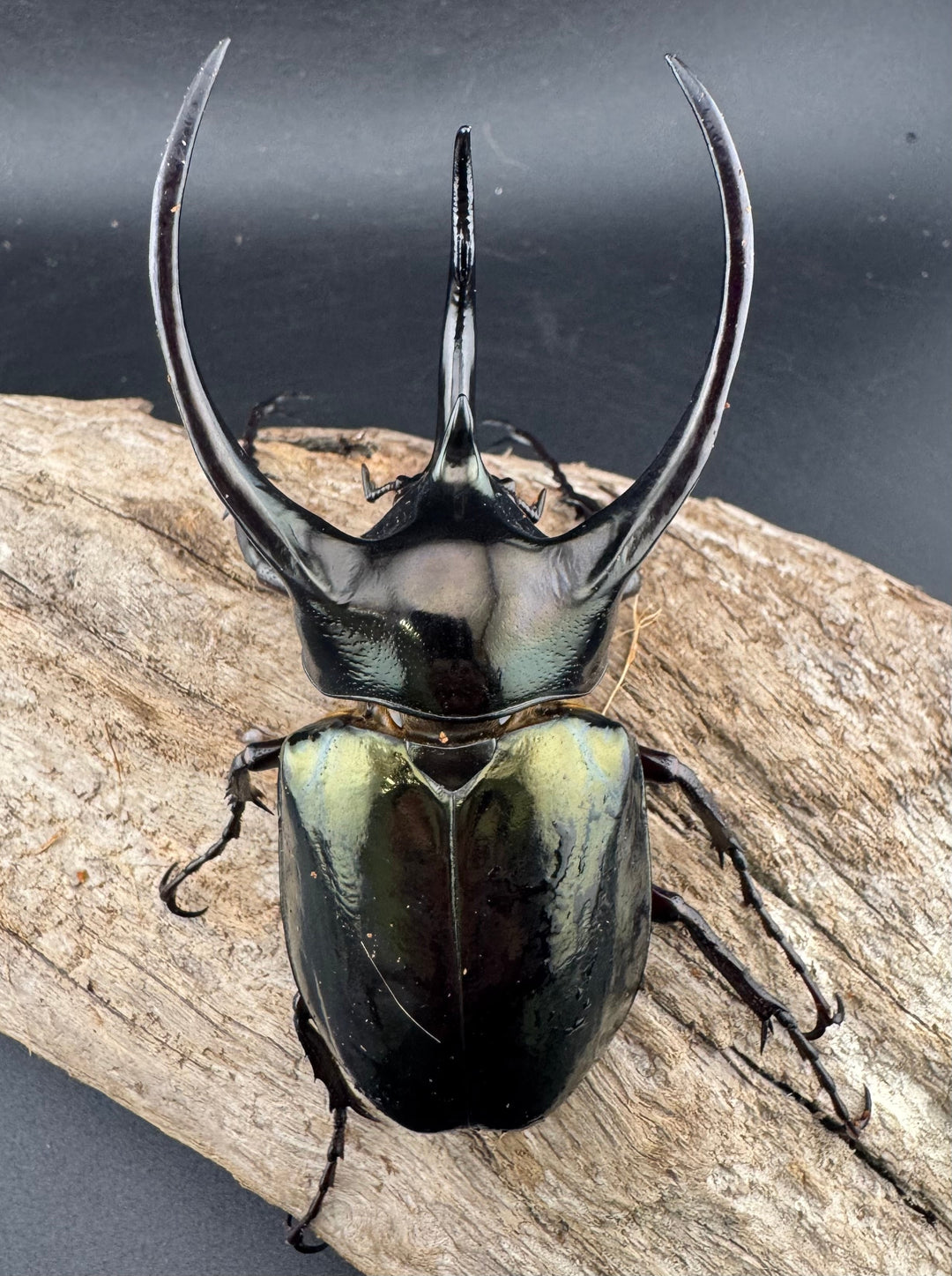 【WD】《ミンダナオアトラスオオカブト マラグサン産 97.5mm ペア》