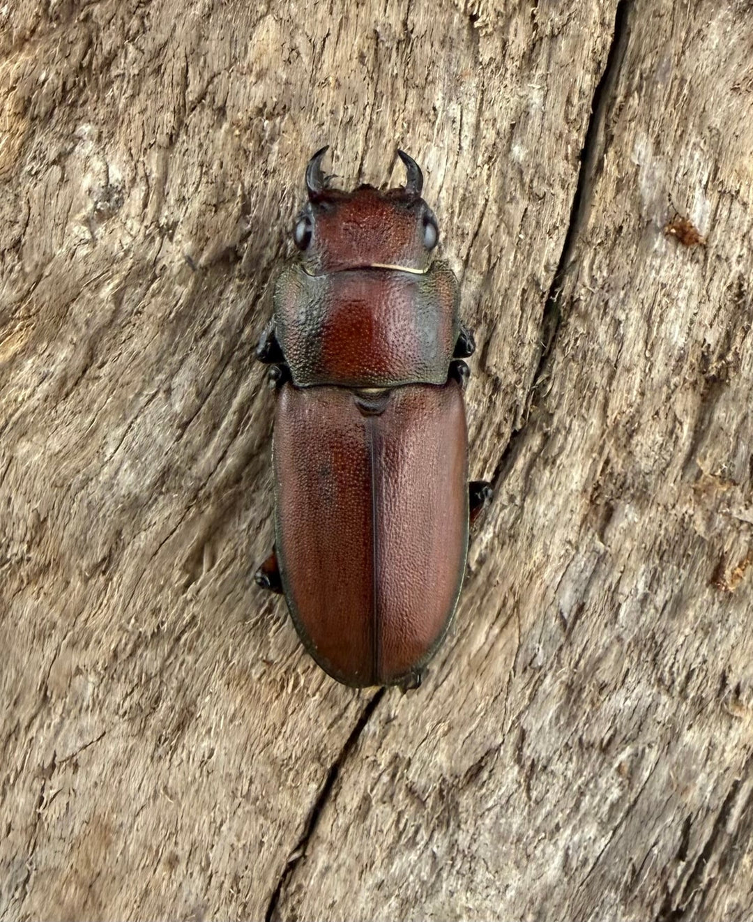 【WD】《スズムラホソアカ ロハス産 36mm ペア》