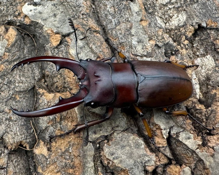 【WD】《アスタコイデスノコギリ ベンクール産 55mm ペア》