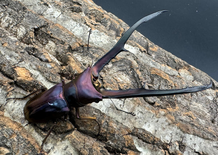 【美麗】《メタリフェルホソアカ 85mm ペア》セルヴォラン氏ブリード個体