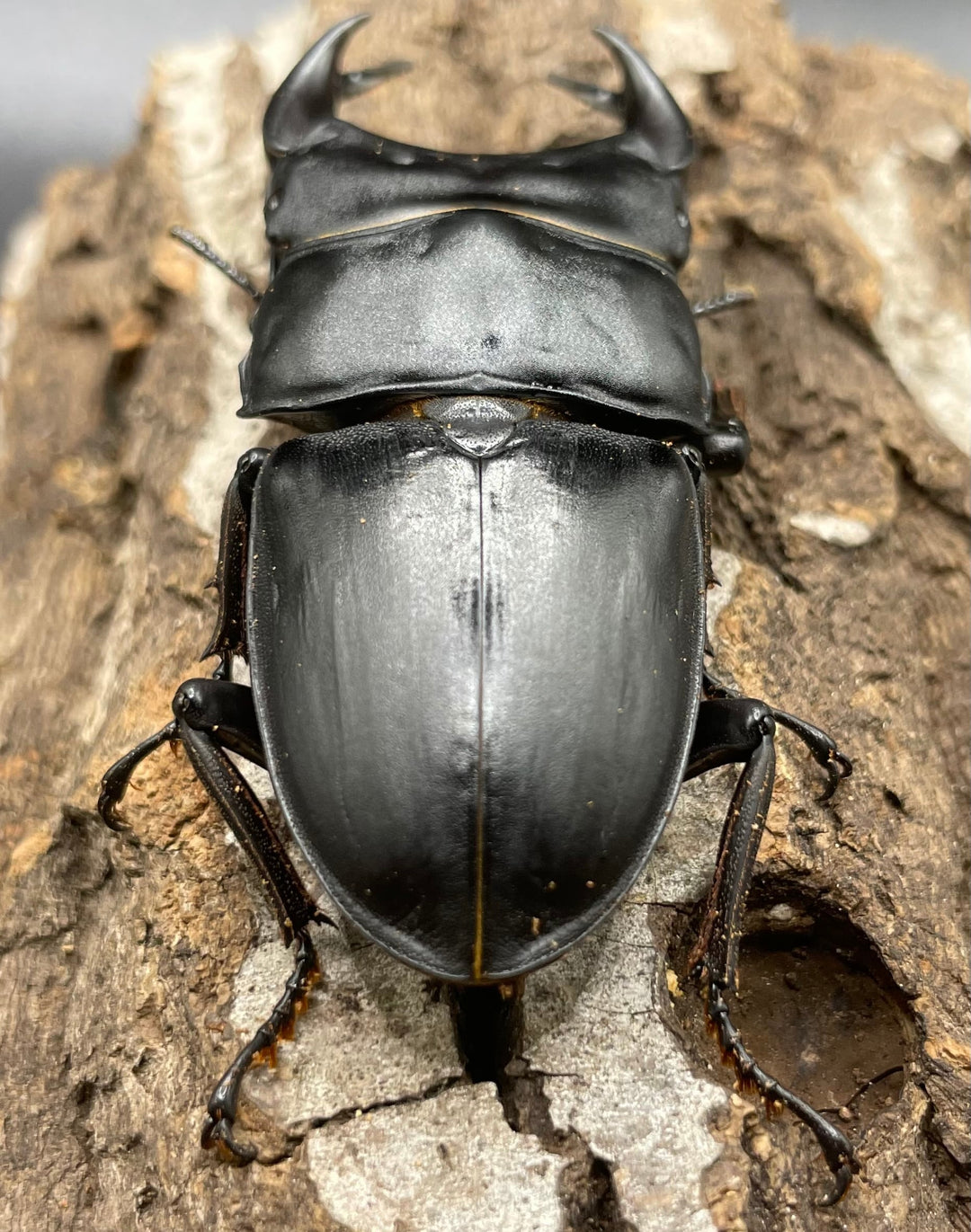 《ホペイオオクワガタ SL血統 73mm ペア》