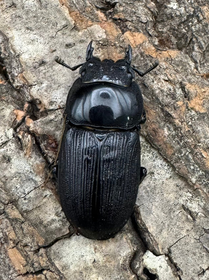 【WD】《ジャワパリーオオクワ 70mm ペア》