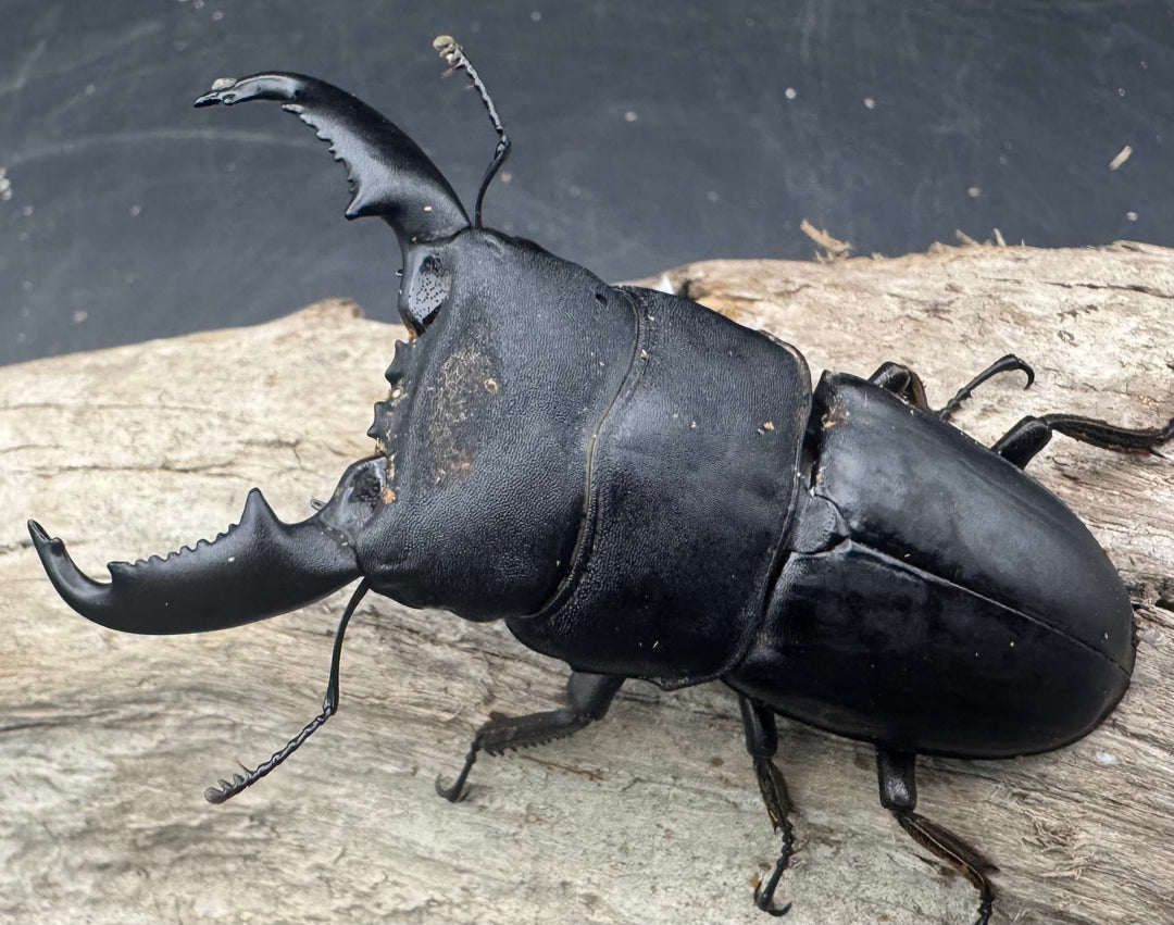 【WD】《東ペレンヒラタクワガタ 70mm ペア》