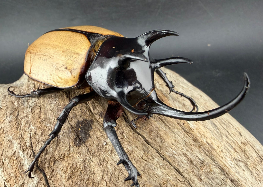 【WD】《ゴホンツノカブト原名亜種 タイ産 84mm ペア》