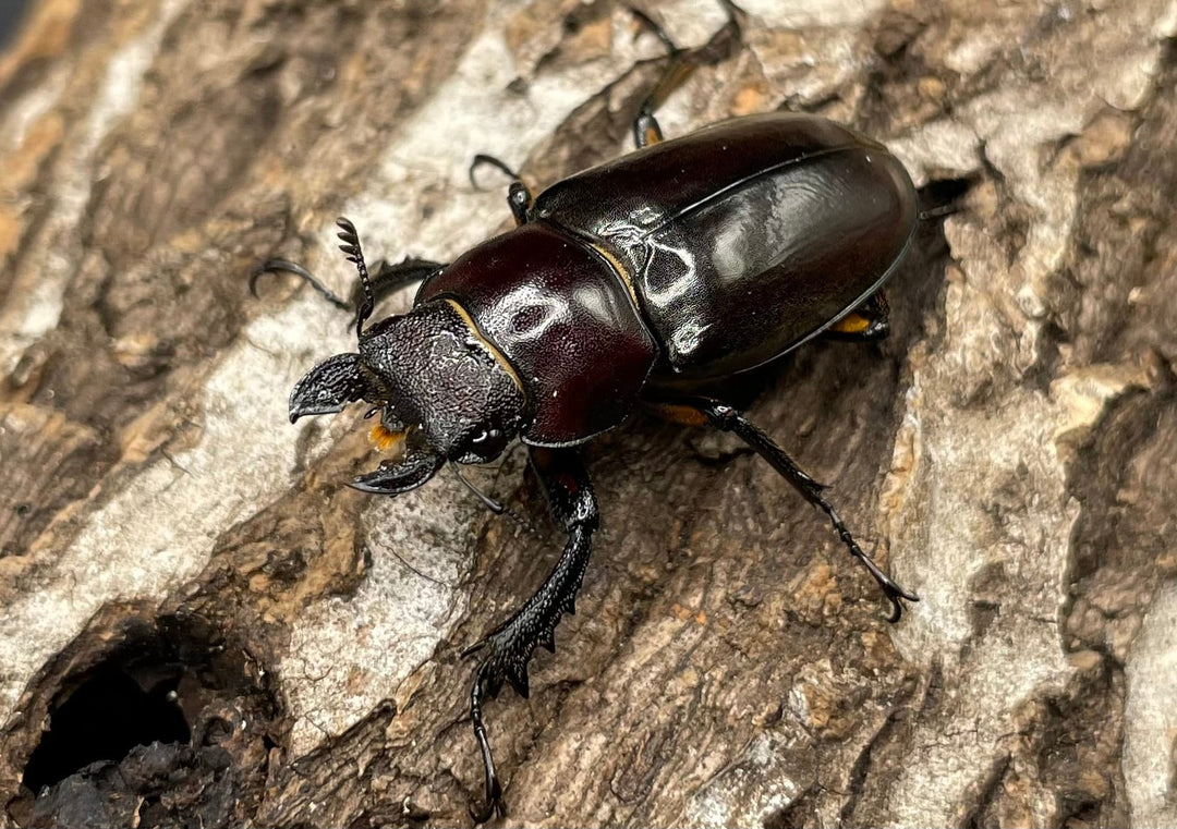 【WD】《ジュシャンミヤマ 41mm ペア》