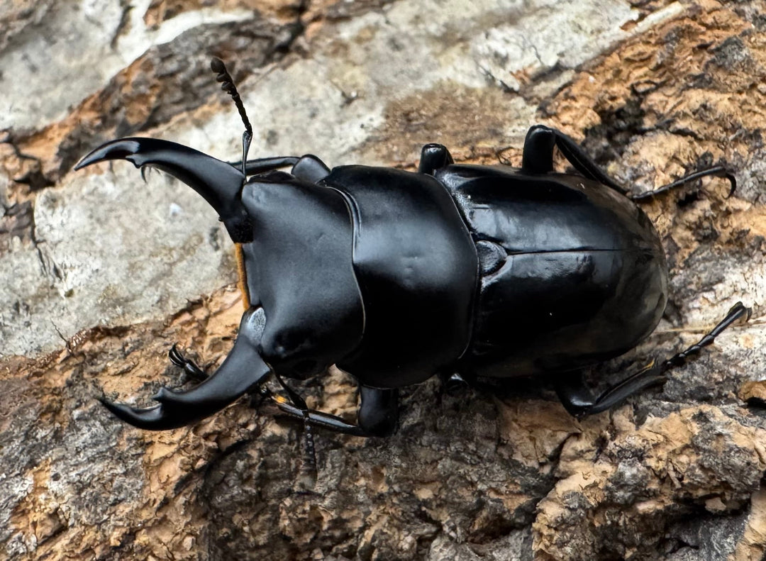 【WD】《シネンシスコクワ ssp. 怒江亜種 36mm ペア》