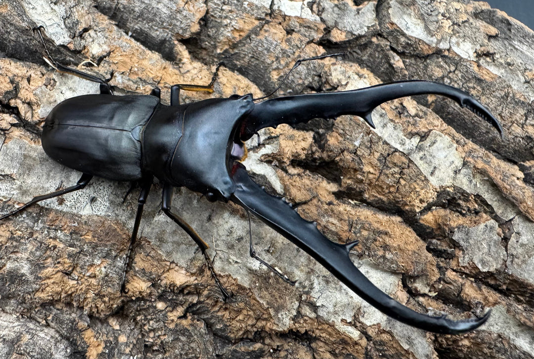 《メタリフェルホソアカ ブラックカラー 81mm ペア》