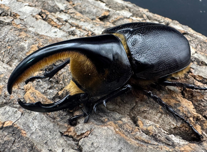 即ブリ《サタンオオカブト 80mm ペア》