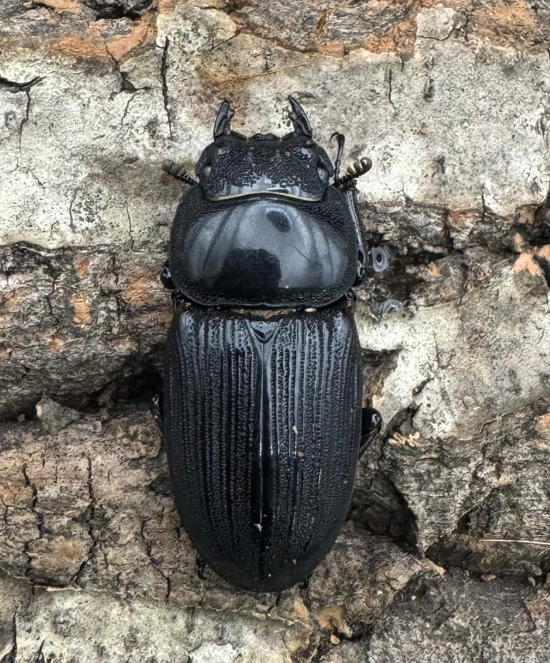 【WD】《ジャワパリーオオクワ 70mm ペア》