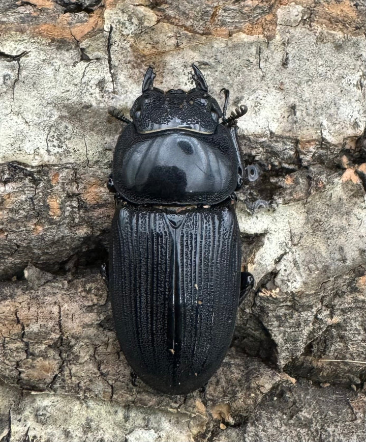 【WD】《ジャワパリーオオクワ 70mm ペア》