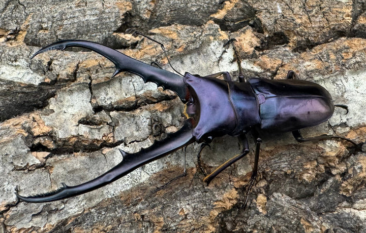 【美麗】即ブリ《メタリフェルホソアカ 70mm ペア》わたくわ氏ブリード個体