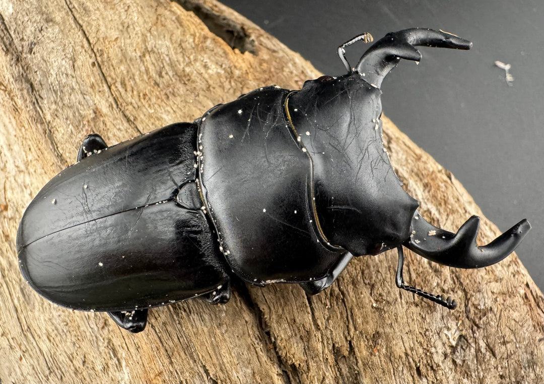 【WD】《グランディスオオクワ原名亜種 70mm ペア》