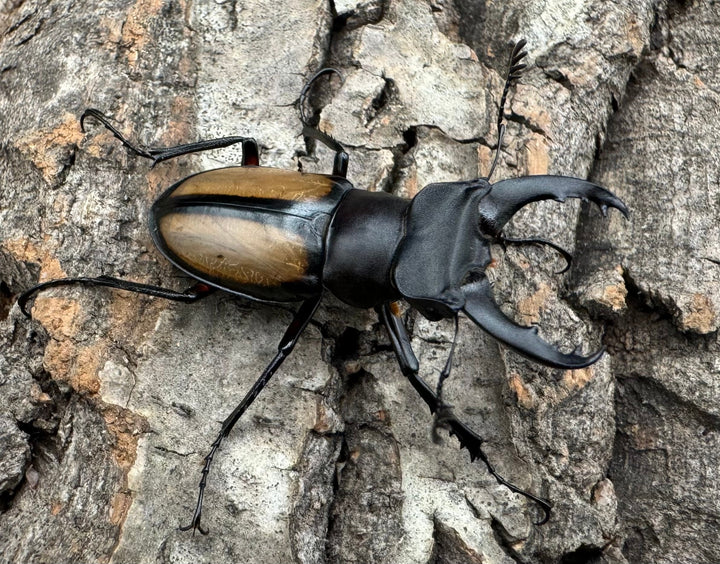 【WD】《パリーミヤマクワガタ 38mm ペア》