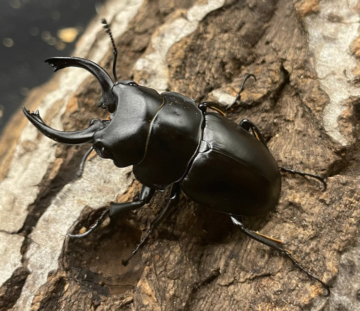 【WD】《プラティノータツヤクワガタ 42mmUP ペア》