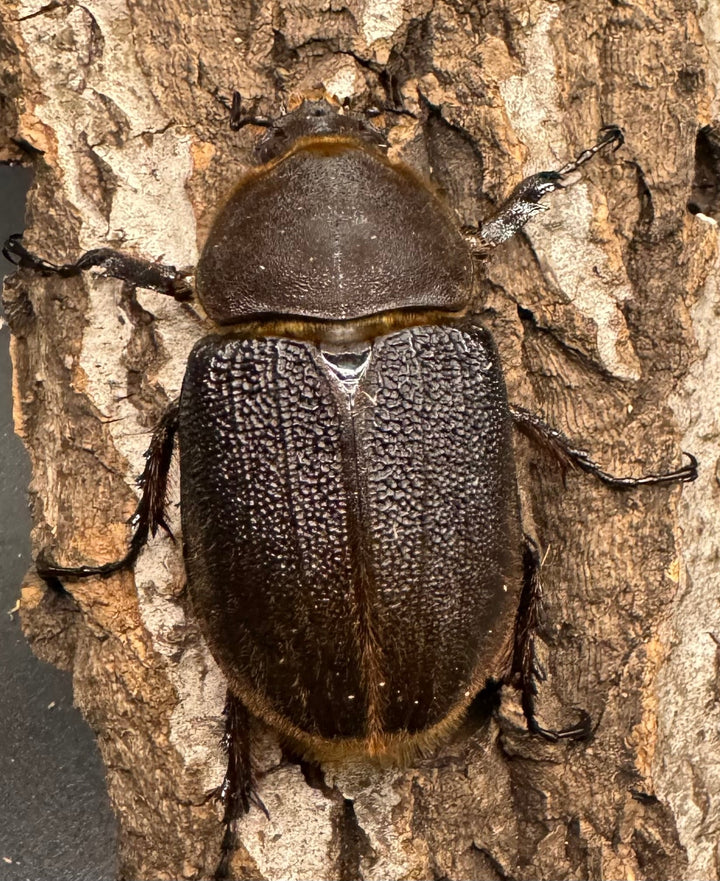 《ヘラクレス・ヘラクレス 126mm ペア》