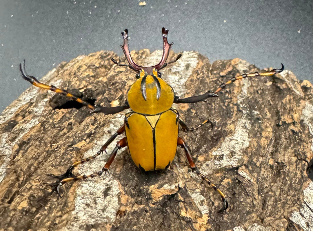 【WD】ワリックツノハナムグリ亜種bowringi ペア