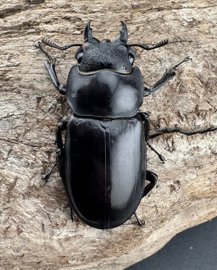 【WD】《マンディブラリスフタマタ 92.5mm ペア》