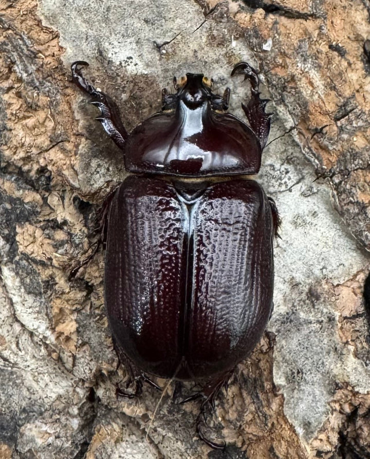 《バラタスサスマタサイカブト Free ペア》②