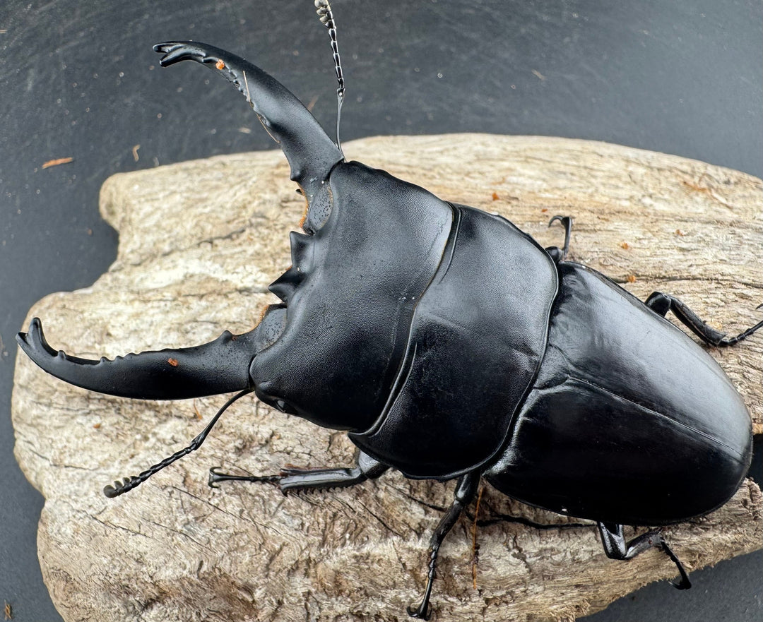 【WD】《アルキデスヒラタ ベンクール産 長歯 91mm ペア》