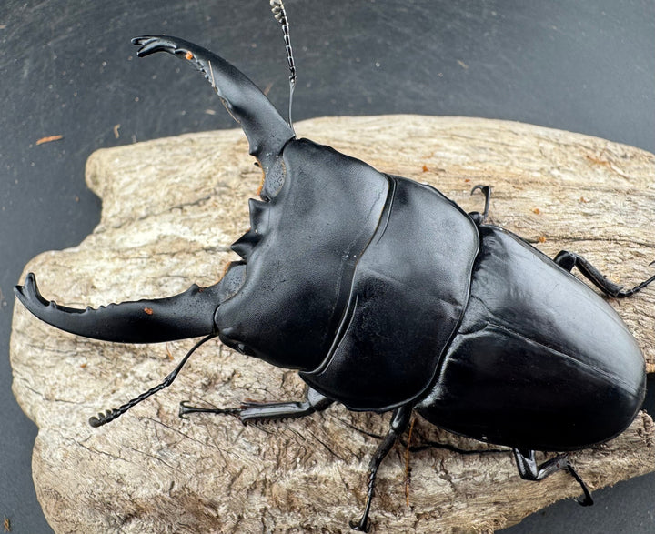 【WD】《アルキデスヒラタ ベンクール産 長歯 91mm ペア》