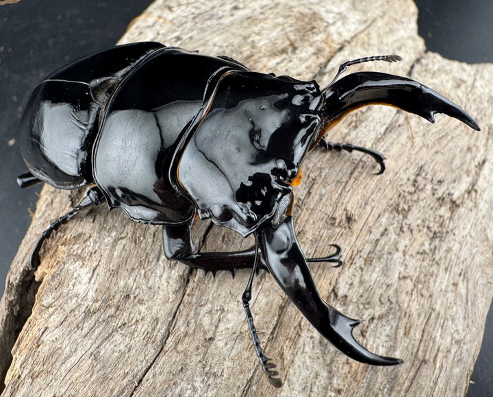 《レギウスオオツヤクワガタ 80mm ペア》