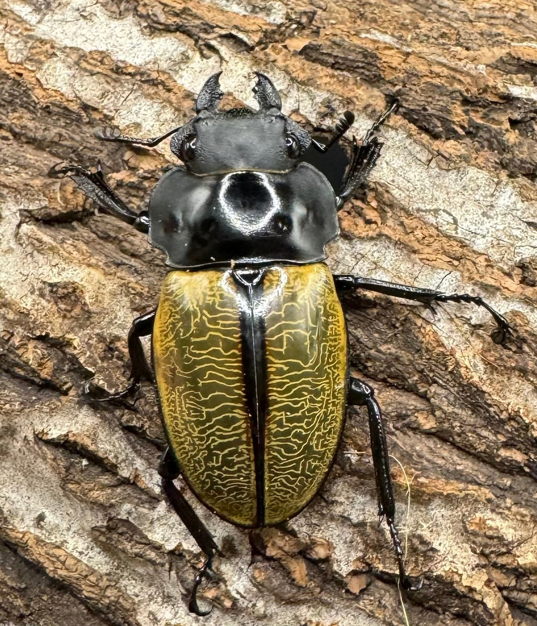 【WD】《スペクタビリスツヤクワガタ 72mm ペア》