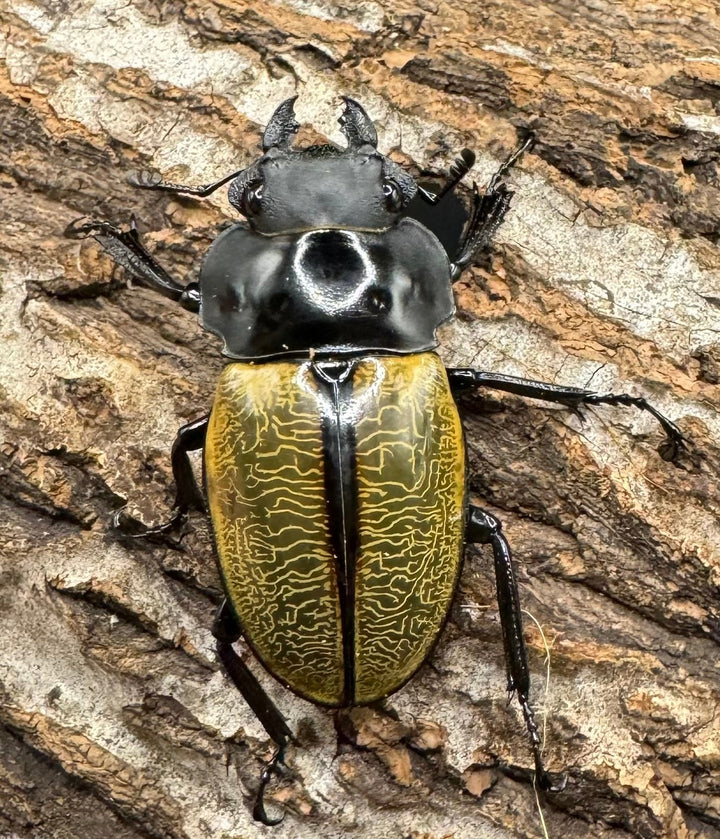 【WD】《スペクタビリスツヤクワガタ 72mm ペア》