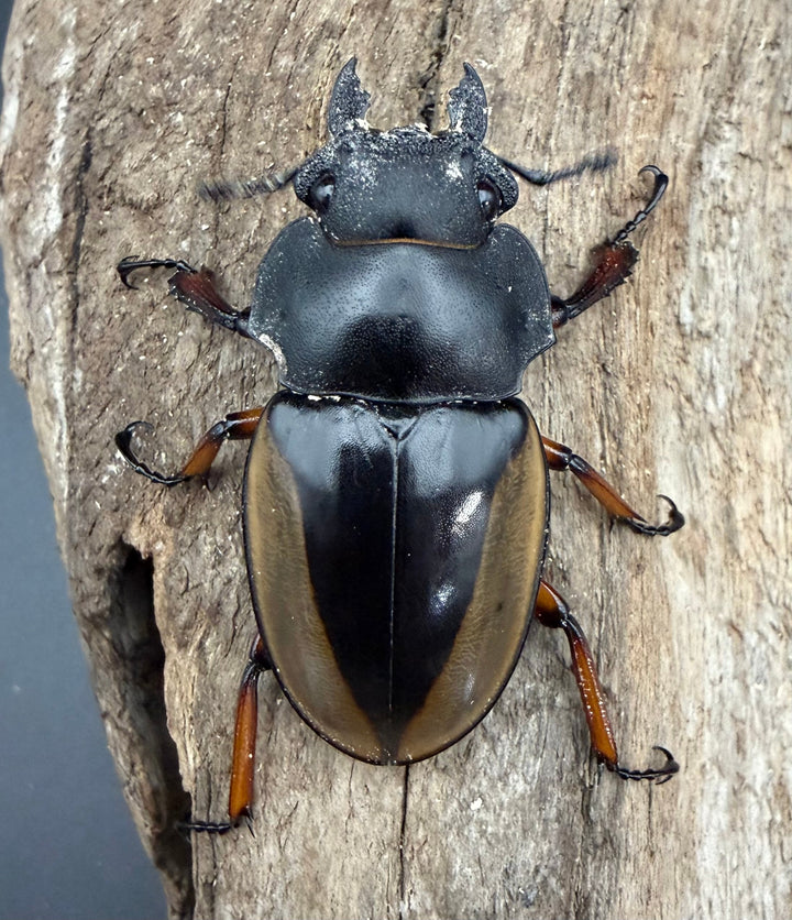 【WD】《フェモラリスツヤ亜種waterstradit 67mm ペア》