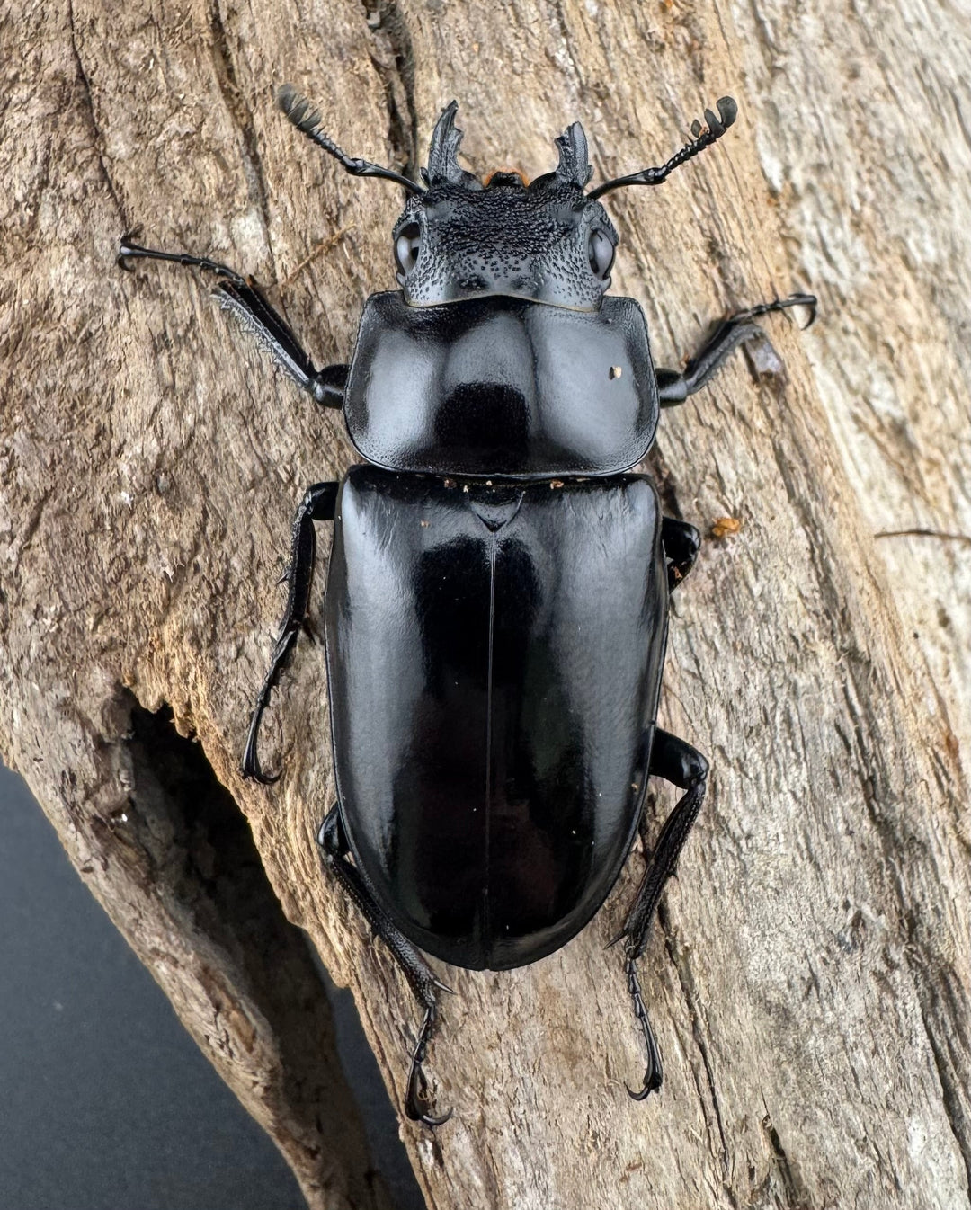 【WD】《 ギラファノコギリ原名亜種 ラオス産 88mm ペア》