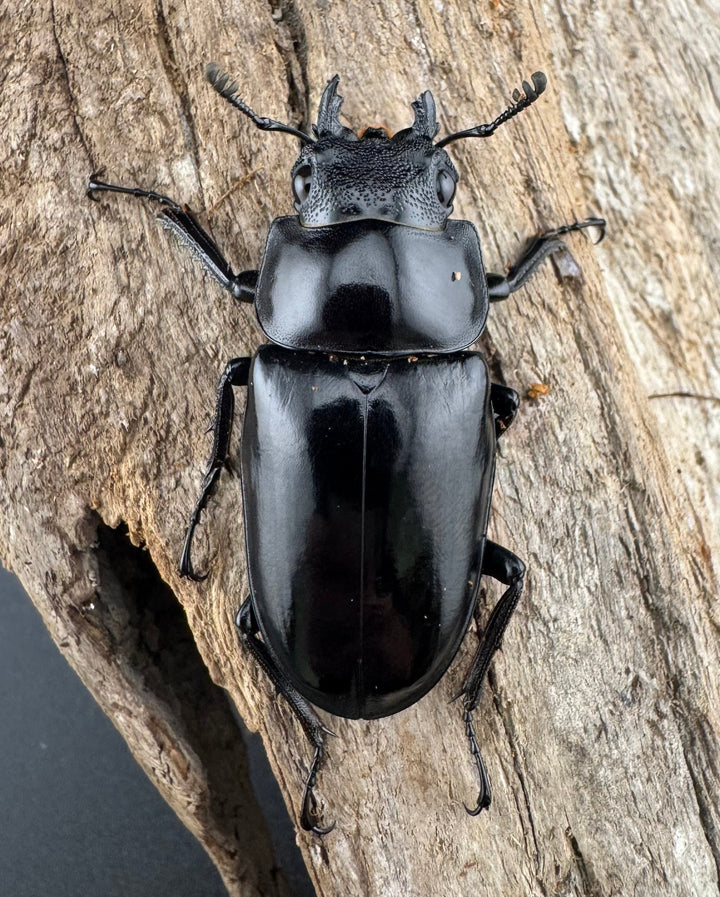 【WD】《 ギラファノコギリ原名亜種 ラオス産 88mm ペア》