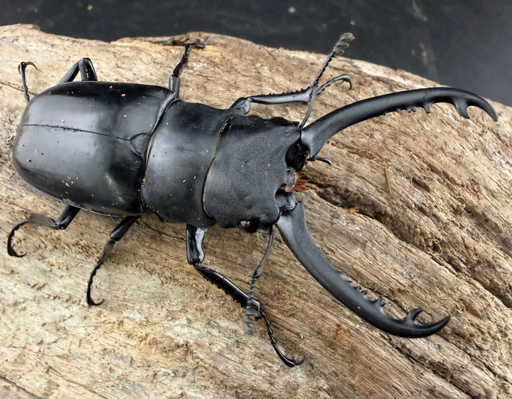 【WD】《 ギラファノコギリ亜種ボロブドゥール 71.5mm ペア》