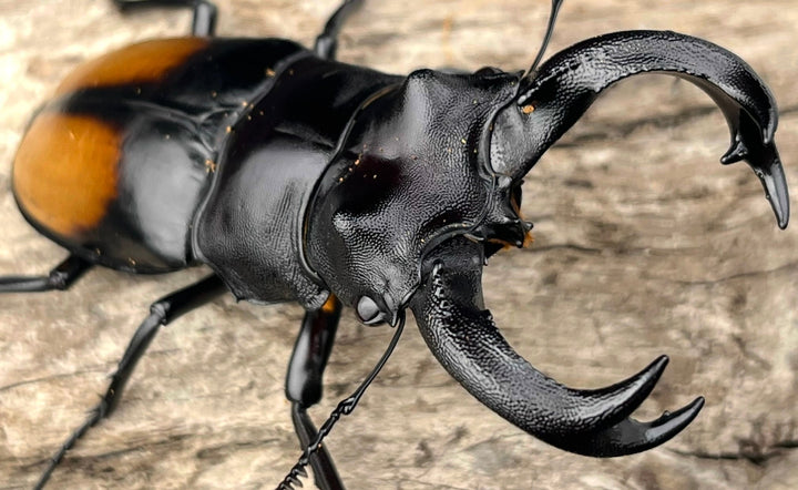 【WD】《セアカフタマタ（パリーフタマタ） 84.5mm ペア》