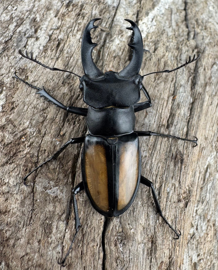 【WD】《パリーミヤマクワガタ 40mm ペア》