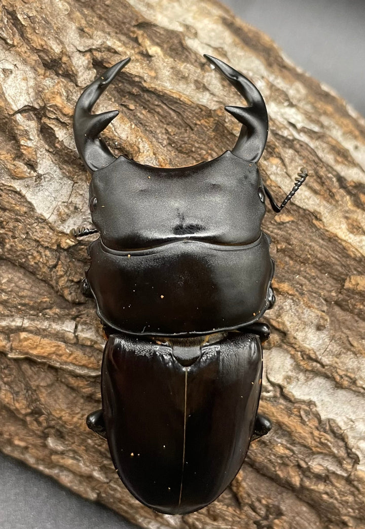 《インドグランディス亜種moriyai Garda95.0血統 83mm ペア》