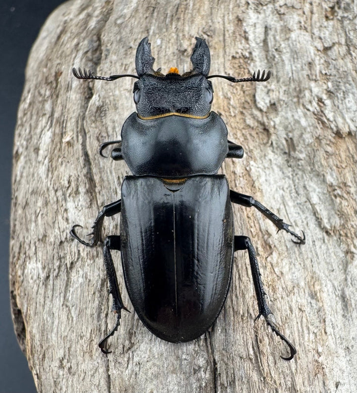 【WD】《ノビリスミヤマ 63mm ペア》