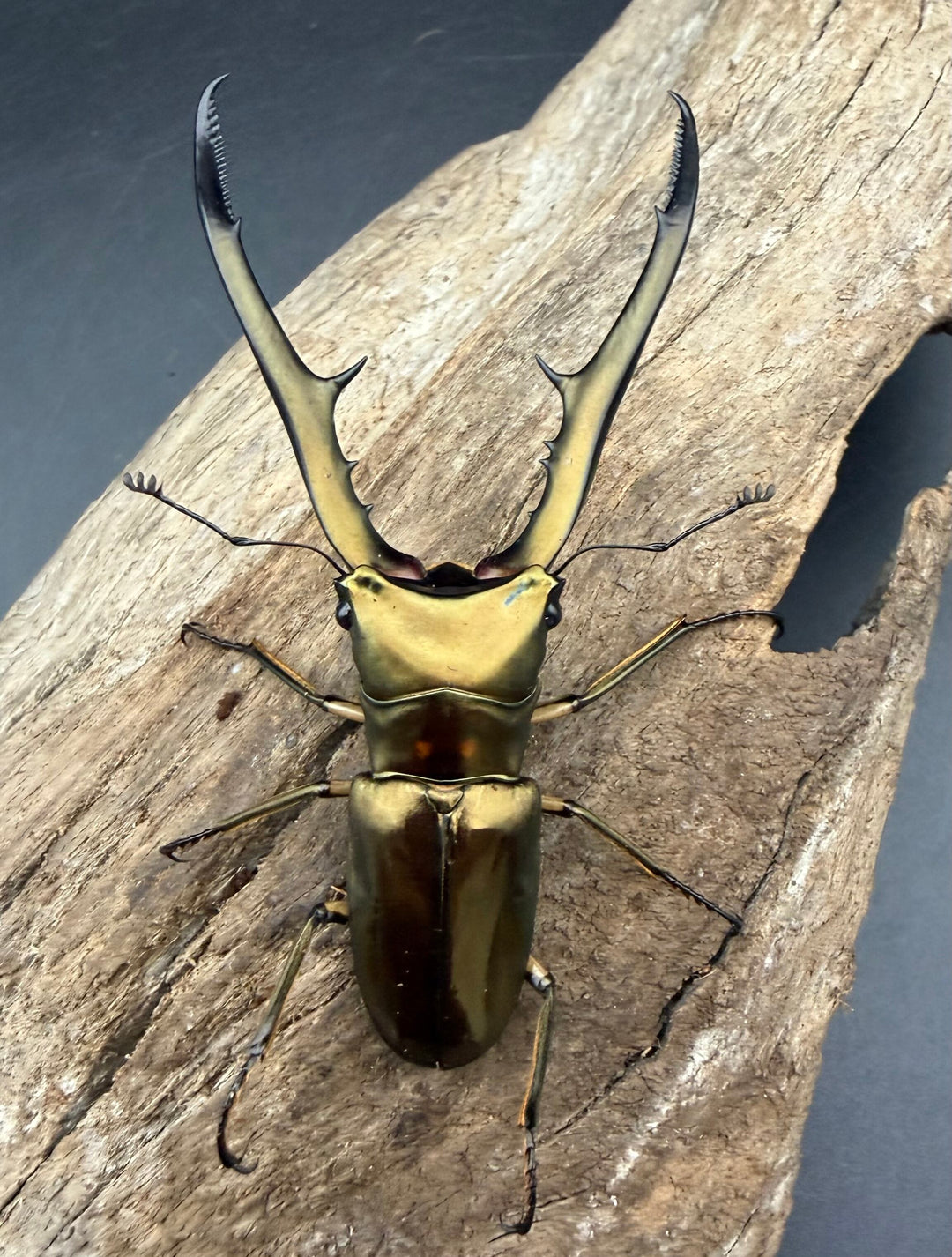 《メタリフェルホソアカ亜種サンギレンシス 74.5mm ペア》