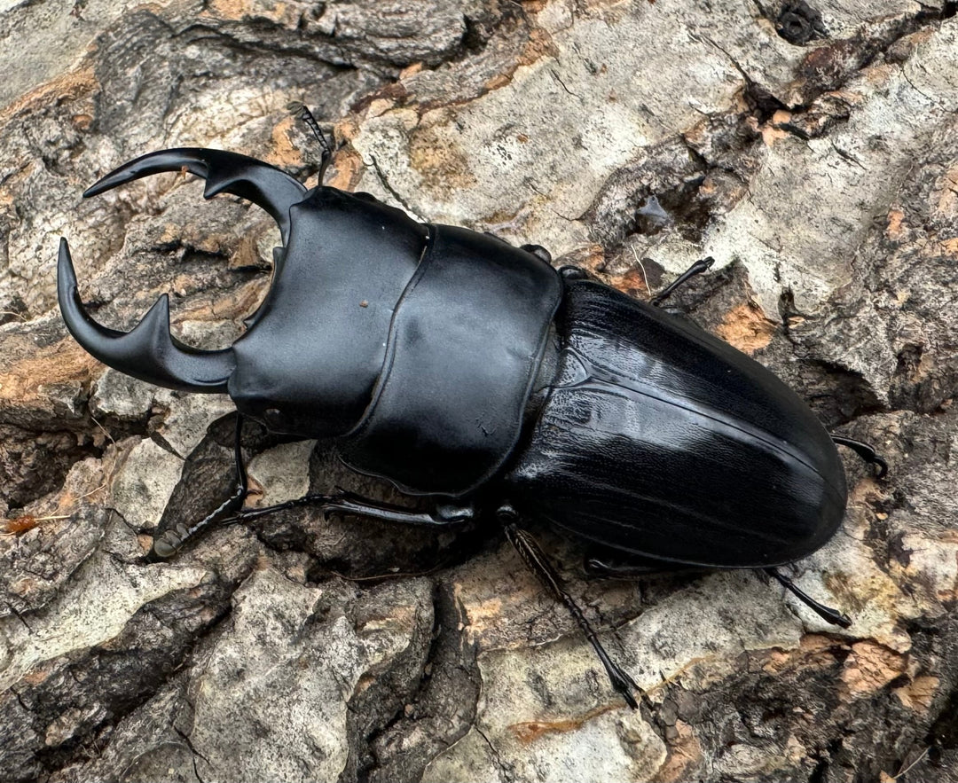 【WD】《パラワンパリーオオクワ 60mmペア》