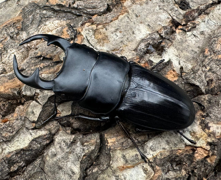 【WD】《パラワンパリーオオクワ 60mmペア》