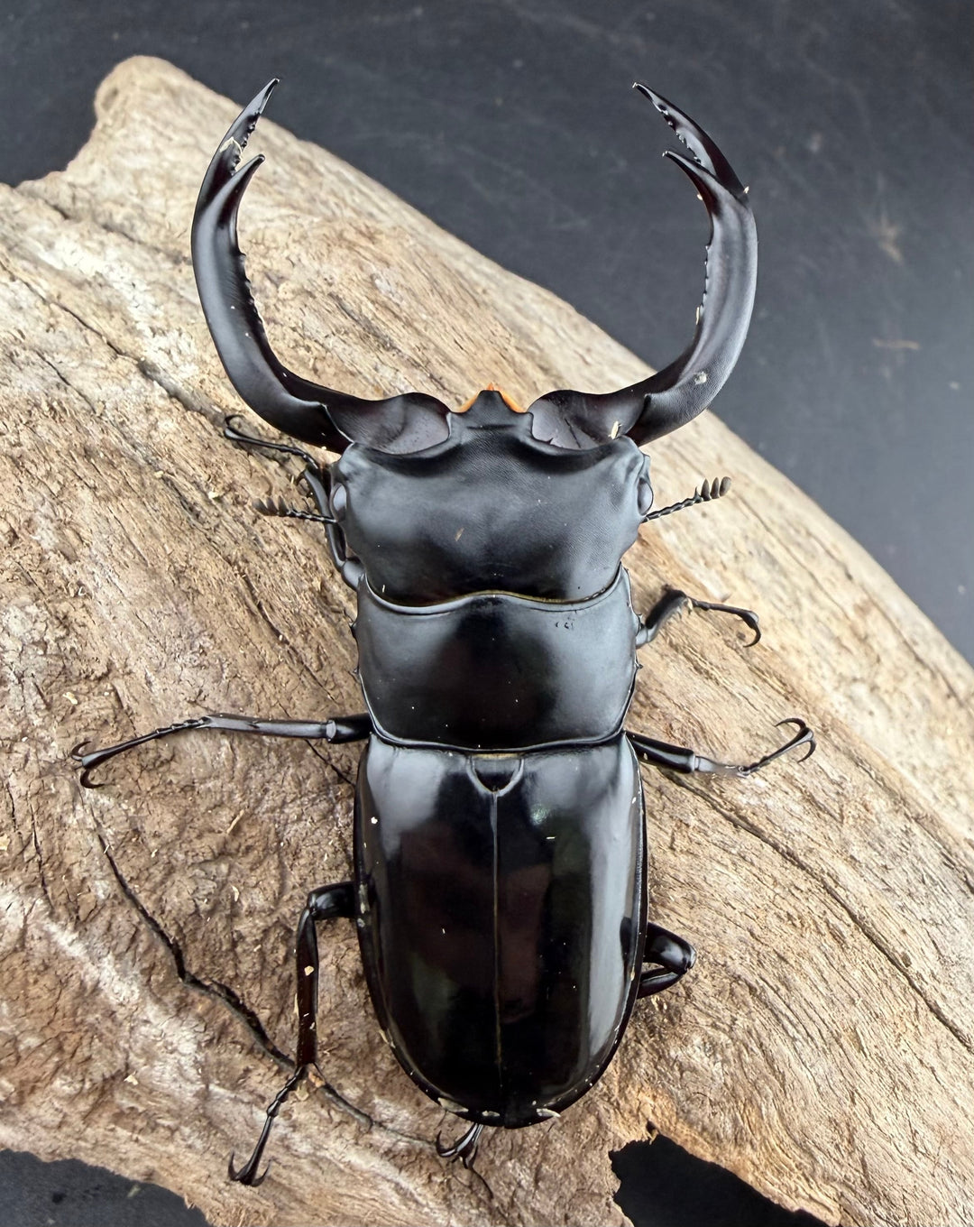 《ウエストウッディ亜種カズミアエ 76mm ペア》