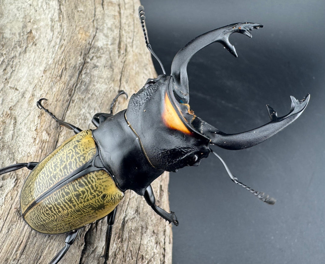 【WD】《スペクタビリスツヤクワガタ 77mm ペア》