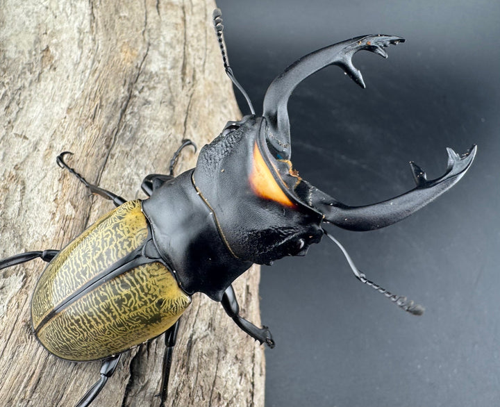 【WD】《スペクタビリスツヤクワガタ 77mm ペア》