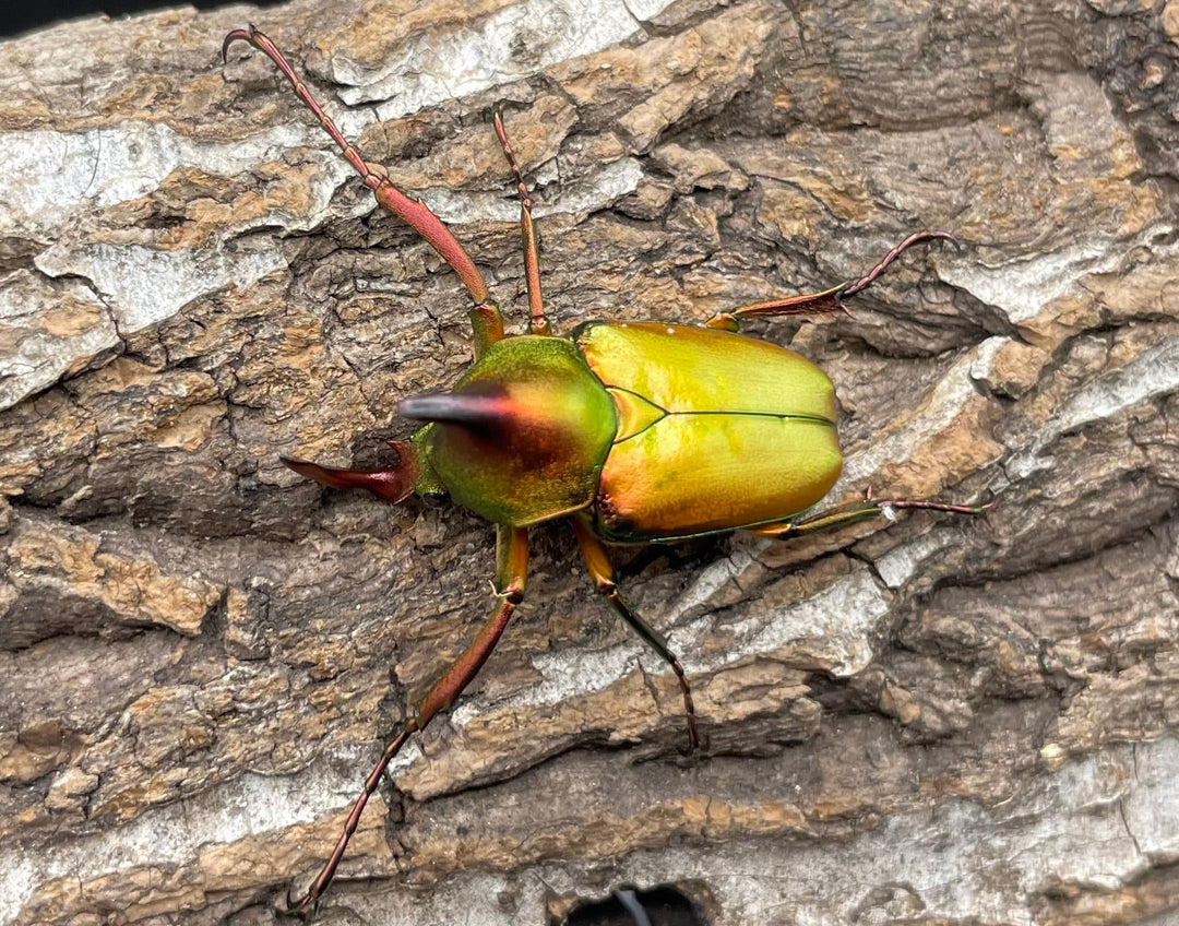 【WD】美麗種《ロドリゲスヒメカブトハナムグリ 32mm ペア》